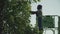 Adult worker cuts leaves at the tree