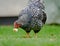 Adult Wynadotte hen seen eating bread in a garden.