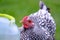 Adult Wynadotte hen seen having drink from a water dispenser.