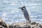 An Adult Yellow-Crowned Night-Heron Nyctanassa violacea Rests on the Shore of Mexico