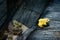 Adult yellow frog eating food in Thailand`s frog farm, Concept Closeup