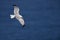 An adult yellow-legged gull flying above the ocean infront of the cliffs of Sagres Portugal