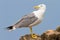 An adult of yellow legged-gull / Larus cachinnans