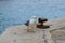 Adult yellow-legged gull with open beak standing on harbour wall next to rusty marine bollard, also known as mooring bollard with
