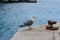 Adult yellow-legged gull with open beak standing on harbour wall next to rusty marine bollard, also known as mooring bollard with