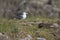 An adult yellow-legged gull perched on the ruins of the Trajan`s Forum in Rome ci