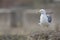 An adult yellow-legged gull perched and shaking its feathers out on the ruins of the Trajan`s Forum in Rome ci