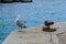 Adult yellow-legged gull standing on harbour wall next to rusty marine bollard, also known as mooring bollard with rope tied