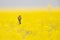 An adult yellow wagtail perched and singing on the blossom of a rapeseed field.