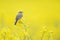 An adult yellow wagtail perched and singing on the blossom of a rapeseed field.