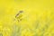 An adult yellow wagtail perched and singing on the blossom of a rapeseed field.