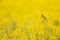 An adult yellow wagtail perched and singing on the blossom of a rapeseed field.