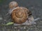 Adult and yong edible snail piggyback