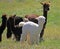 Adult and young alpacas