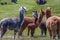 Adult and young alpacas at Posada Estancia Rio Verde, Riesco Island,, Chile