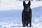 Adult young big black dog German Shepherd stands in snow. His head, muzzle snout, whisker are coated with snow and ice