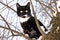 Adult young black cat with white end of paws, muzzle and neck and with big shining yellow eyes stands on a snowy branch in day of