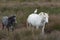 Adult and Young Camargue Horses with Cattle Egret