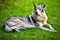 Adult young dog, Czechoslovak wolfdog in grass