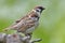 Adult and young Eurasian tree sparrows posing together for family portrait