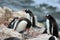 Adult and young gentoo penguin