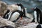 Adult and young gentoo penguin