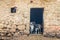 Adult and young goats looking out of barn doors and window. Life on farm. Ecotourism concept