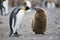 Adult and young King penguin