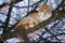 Adult young tom cat with white chest, face, belly and red orange tabby fur hair and green yellow bright eyes sit on tree