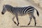 The adult zebra crosses the road in the savanna