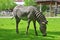 Adult zebra in a field