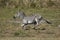 Adult zebra full body side view galloping across the Moremi plains in Botswana