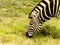 Adult Zebra Head