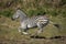 Adult zebra running at full speed in Moremi in Okavango Delta in Botswana