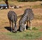 Adult zebras eating dry grass