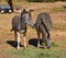 Adult zebras eating dry grass