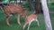 Adults and young deer eat grass