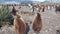 Adults and young king penguins on the Falkland Islands.