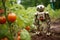 Advanced robotic system effortlessly harvesting ripe tomatoes in cutting edge modern greenhouse farm