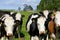 Advancing herd of curious cows