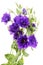 Advantage purple flower eustoma