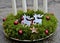 Advent candlestick made of moss and cones. shiny red balls and white four candles. table decoration with two white reindeer made o