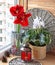 Advent Composition from a cyclamen and hippeastrum