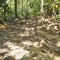 Adventitious tree roots along Chestnut Drive walking trail, Singapore 