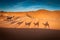 Adventure camel riding tours in the Sahara desert camels shadows