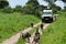 Adventure in the park on a jeep safari in Africa. extreme vacation by car in the jungle