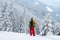 Adventurer stands among huge pine trees covered with snow