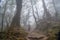 Adventurer walking at the foggy dark forest