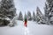 Adventurer is walking in snowshoes among huge pine trees c