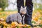 Adventures of a gray cat on a leash and his male owner in yellow leaves in the forest. Legs of a cat owner and a pet in